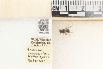 Media type: image;   Entomology 773299 Aspect: Labels